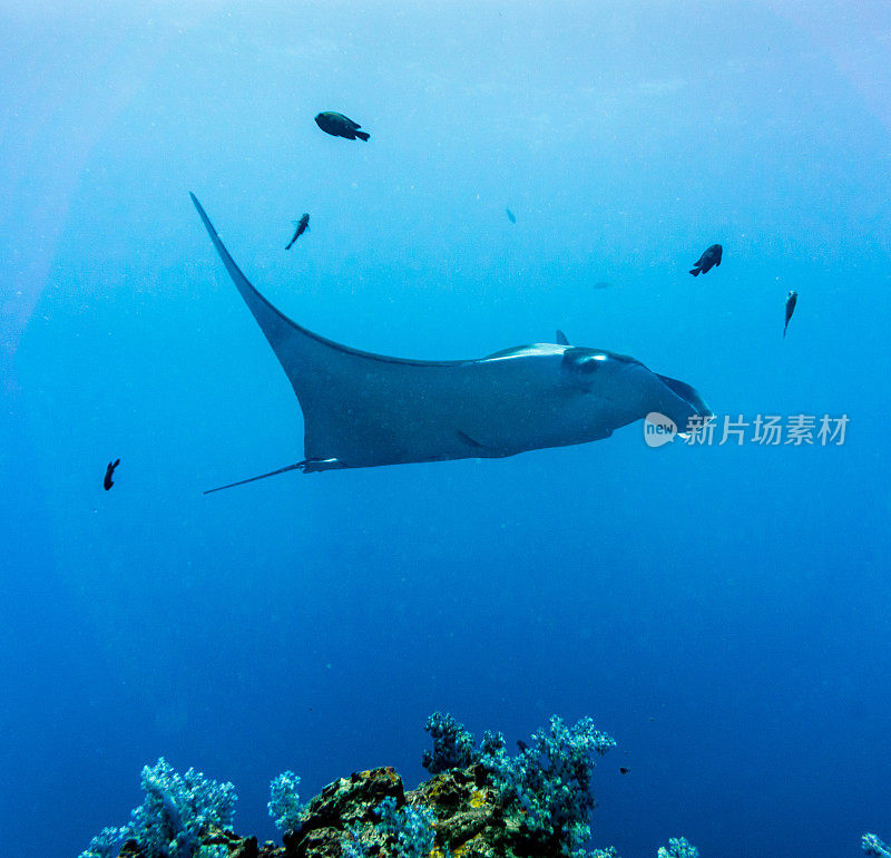 海洋蝠鲼(Manta birostris)游过清洁站。在世界自然保护联盟的红色名单中，这些优雅的动物正在成为野外罕见的景象。